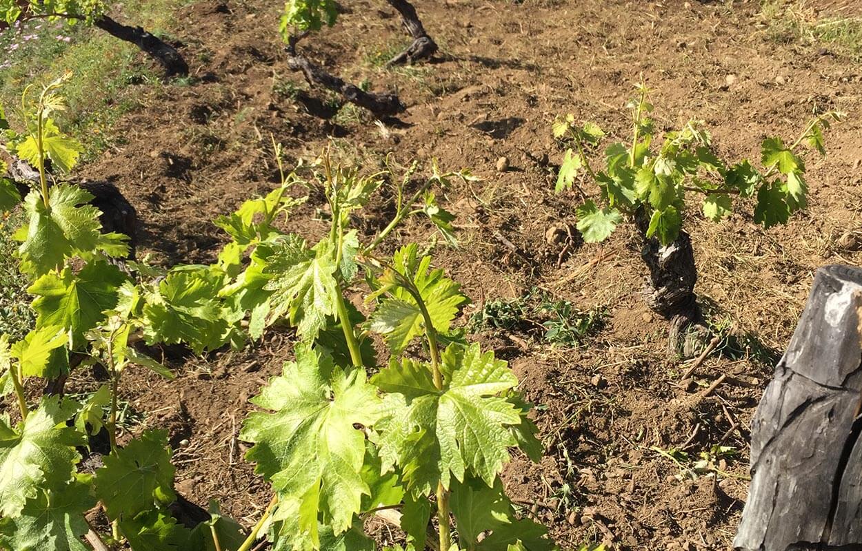 4. Listan Prieto Weinstöcke auf der Hacienda La Palma