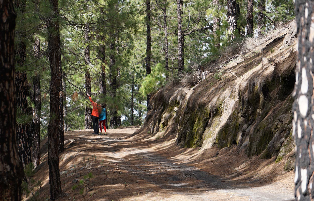La Palma Randonnée dans les pinèdes