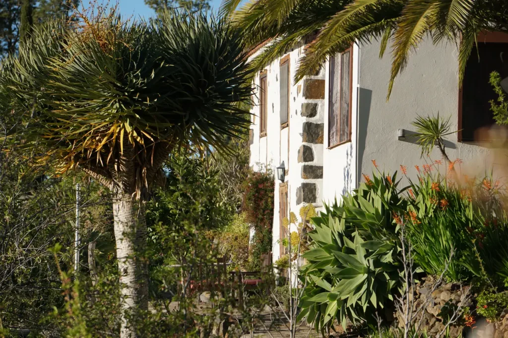 Ferienhaus El Refugio: La Palma Drachenbaum im Garten vom Ferienhaus El Refugio de la Hacienda