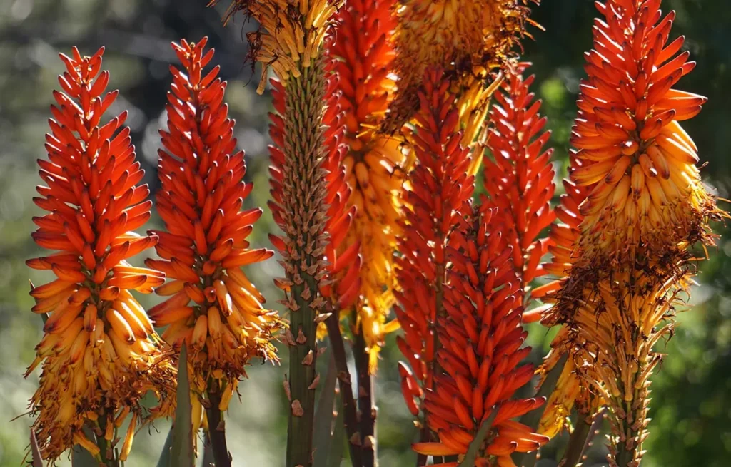 Finca La Palma: Aloe Vera auf La Placita in Blüte