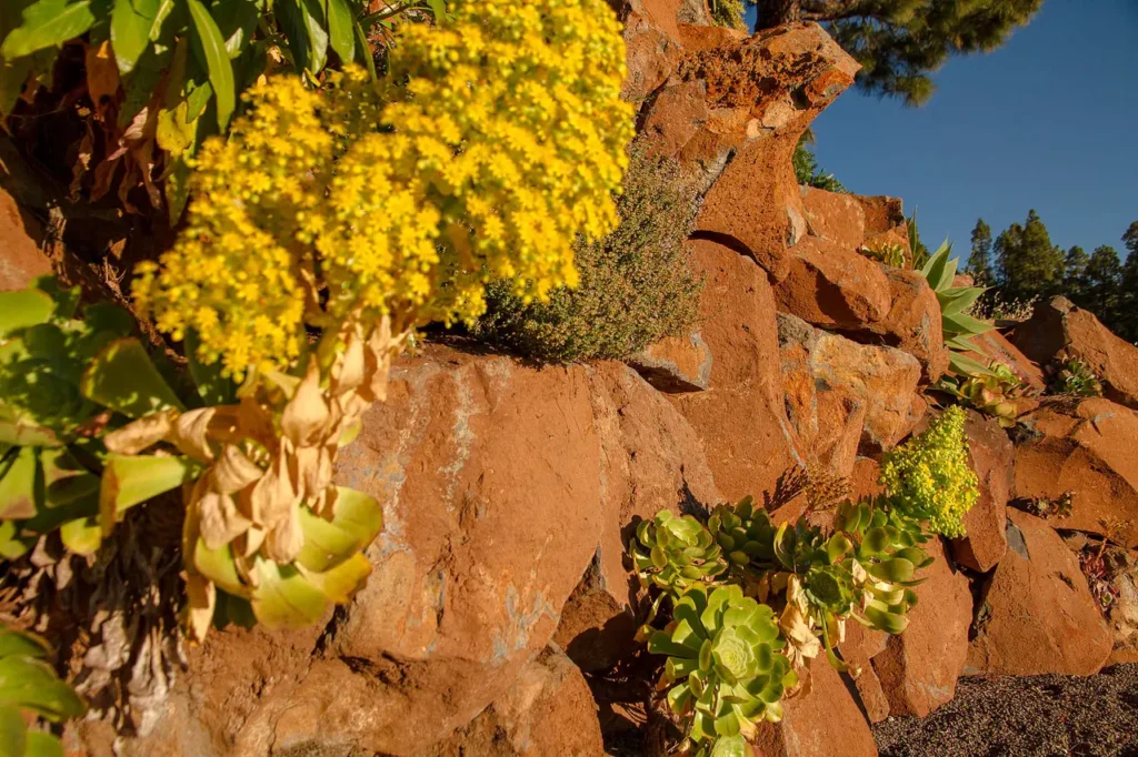 Romantik Finca El Rincon: Sukkulenten im Steingarten in der Abendsonne auf der Kanareninsel La Palma