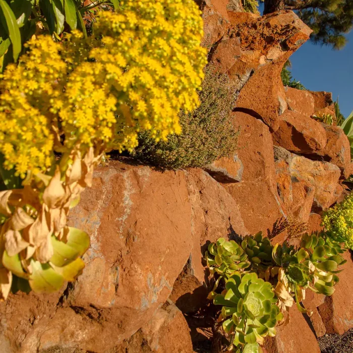 Romantik Finca El Rincon: Sukkulenten im Steingarten in der Abendsonne auf der Kanareninsel La Palma